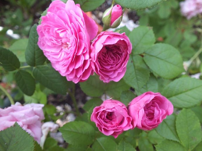  photo rozenprinzessin2_zps0f7f5dda.jpg